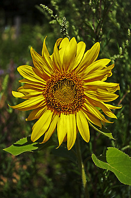 포토 JPG 해외이미지 식물 계절 꽃잎 꽃 잎 자연 해바라기 풍경 사람없음 야외 초록색 여름 노란색 환경 정원 침묵 시골 신선 개화 허브 강렬 꽃수술 해외202004 해외포토 컬러 소리 생태계 파일형식 이미지허브