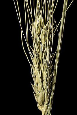 포토 JPG 해외이미지 모양 식물 계절 산업 음식 농업 자연 검은배경 휴식 건조 사람없음 초록색 물 노란색 평화 힘 봄 활발 에너지 수확 성장 시리얼 밀 순수 순환 귀 밀가루 성분 자원 고립 숙성 영양분 작살 탄수화물 완전 해외202004 해외포토 자연요소 컬러 백그라운드 컨셉 모션 곡류 신체부위 검은색 가루 생태계 파일형식 이미지허브