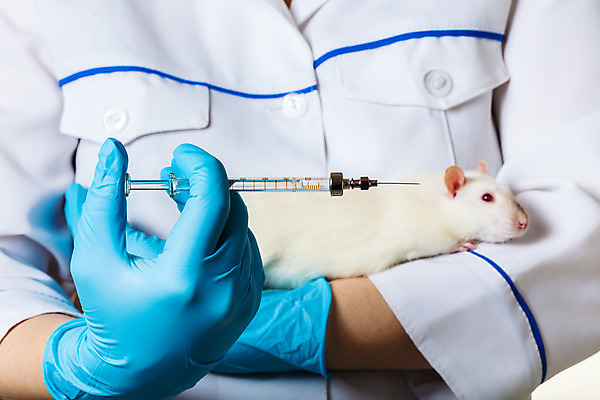 포토 JPG 해외이미지 동물 1 손 과학 장갑 백그라운드 포유류 노동자 건강 실험 관리 주사기 사람 사람없음 파란색 반려동물 스터디 흰색 잡기 실험실 쥐 설치류 작음 연구원 과학자 주사약 수의사 해외202004 해외포토 직업 잡화 컬러 의료기기 모션 신체부위 학습 약 의사 크기 학자 파일형식 이미지허브