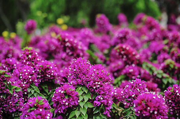 포토 JPG 해외이미지 나무 식물 꽃잎 꽃 줄기 백그라운드 잎 패턴 자연 사람없음 야외 장식 초록색 컬러풀 평화 정원 맑음 보라색 봄 성장 흰색 나뭇가지 개화 조직 닫기 숲 진달래 다발 관목 원예 질감 날카로움 내추럴 고립 떠남 해외202004 해외포토 계절 컬러 컨셉 무늬 모션 날씨 취미 생태계 파일형식 이미지허브