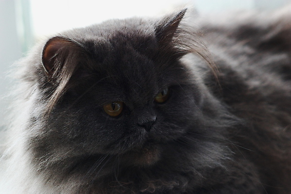 포토 JPG 해외이미지 동물 응시 포즈 포유류 수염 털 사람없음 반려동물 머리 귀여움 고양이 회색 호기심 귀 솜털 노려봄 발톱 해외202004 해외포토 시선 감정 컬러 컨셉 발 표정 신체부위 파일형식 이미지허브