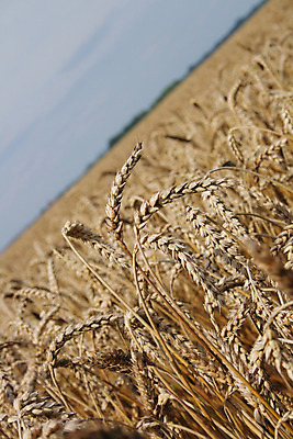 포토 JPG 해외이미지 식물 음식 빵 백그라운드 밭 농업 자연 하늘 옥수수 씨앗 사람없음 초록색 파란색 농작물 태양 노란색 맑음 식사 수확 성장 시골 황금 볏짚 낟알 시리얼 밀 굽기 귀 부드러움 스파이크 밀짚 내추럴 밭일 많음 귀리 해외202004 해외포토 자연요소 산업 컬러 컨셉 날씨 곡류 신체부위 감각 짚 구이 생태계 파일형식 이미지허브