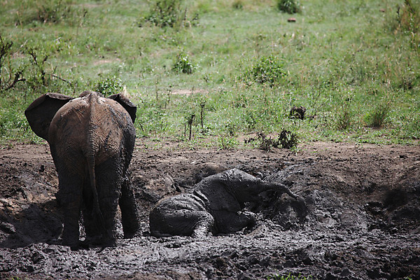 포토 JPG 해외이미지 동물 공원 야생동물 여행 백그라운드 포유류 아프리카 자연 코끼리 풍경 사람없음 야외 머리 걷기 힘 위험 큼 심볼 사파리 케냐 사바나 웅장함 전국 초식 탄자니아 해외202004 해외포토 공공시설 나라 컨셉 모션 신체부위 크기 생태계 파일형식 이미지허브