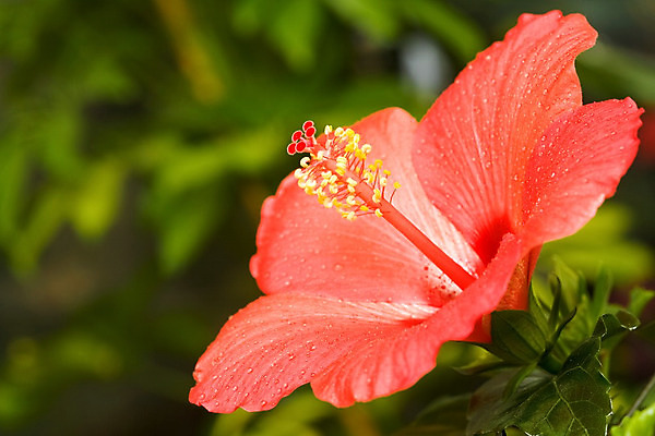 포토 JPG 해외이미지 식물 기념일 꽃잎 꽃 꽃다발 백그라운드 잎 꽃무늬 패턴 부분 벽지 발렌타인데이 사람없음 장식 빨간색 초록색 귀여움 환경 정원 봄 성장 신선 개화 꽃집 묘사 에코 원예 향기 냄새 진홍색 꽃수술 생태학 히비스커스 해외202004 해외포토 계절 교육 컬러 컨셉 무늬 데이이벤트 이벤트 취미 상점 파일형식 이미지허브