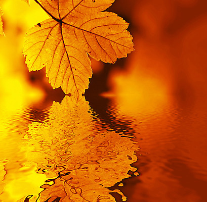 포토 JPG 해외이미지 나무 디자인 계절 파도 백그라운드 단풍 잎 패턴 오렌지 자연 표면 불 건조 사람없음 빨간색 물 반사 노란색 거울 가을 저수지 화려 황금 골절 해외202004 해외포토 자연요소 식물 바다 컬러 컨셉 무늬 과일 의학 생태계 파일형식 이미지허브