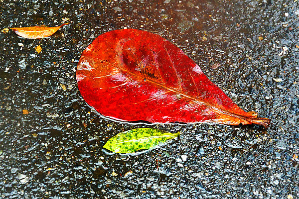 포토 JPG 해외이미지 나무 식물 1 계절 공원 도로 백그라운드 잎 오렌지 자연 벽지 바람 추상 거리 사람없음 야외 가로 빨간색 울타리 컬러풀 노란색 젖음 가을 나뭇가지 도시 보행로 변화 주차 아스팔트 11월 질감 10월 내추럴 고립 땅바닥 해외202004 해외포토 자연요소 공공시설 길 컬러 컨셉 무늬 과일 교통시설 날씨 바닥 담장 날짜 생태계 파일형식 이미지허브