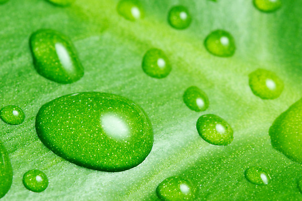 포토 JPG 해외이미지 나무 식물 디자인 계절 백그라운드 잎 자연 추상 건강 사람없음 초록색 물 빛 반사 평화 환경 정원 화목 봄 활발 젖음 성장 흰색 물방울 신선 떨어짐 숲 이슬 순수 질감 내추럴 고립 이국적 해외202004 해외포토 자연요소 컬러 컨셉 무늬 생태계 파일형식 이미지허브