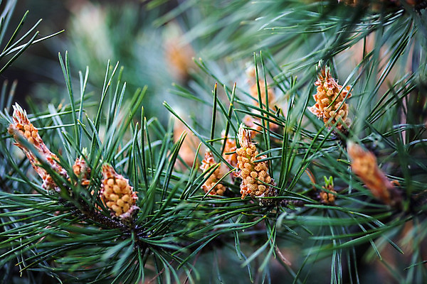 포토 JPG 해외이미지 나무 식물 공원 남자 꽃 창 잎 자연 추상 사람없음 야외 목재 초록색 노란색 새싹 정원 봄 성장 벚꽃 나뭇가지 소나무 개화 황금 숲 수분 발사 관목 꽃가루 상록수 침엽수 전나무 원뿔 내추럴 가문비나무 해외202004 해외포토 도형 계절 공공시설 무기 컬러 무늬 재료 사람 가루 생태계 파일형식 이미지허브