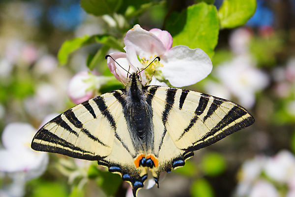 포토 JPG 해외이미지 나무 식물 디자인 계절 꽃잎 꽃 야생동물 분홍색 나비 곤충 백그라운드 잎 꽃무늬 패턴 밭 오렌지 자연 조류 사람없음 야외 빨간색 초록색 빛 컬러풀 노란색 정원 맑음 봄 벚꽃 흰색 신선 우아함 잠자리 사과 묘사 싱글 내추럴 해외202004 해외포토 동물 컬러 컨셉 무늬 농업 과일 날씨 생태계 파일형식 이미지허브