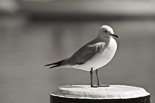 포토 JPG 해외이미지 갈매기 조류 흑백 서기 사람없음 햇빛 검은색 흰색 싱글 봉 동물상 해외202004 해외포토 동물 컬러 모션 촬영기법 태양 조형물 파일형식 이미지허브