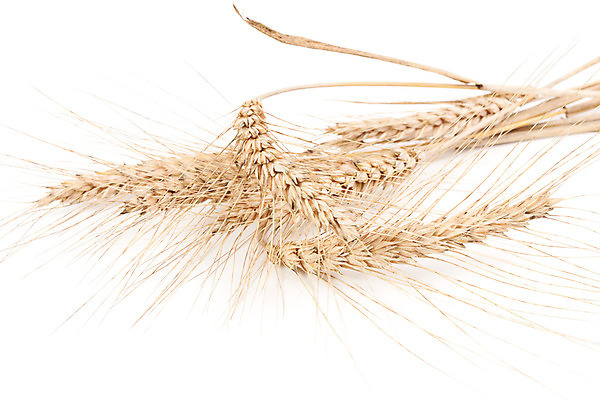 포토 JPG 해외이미지 식물 디자인 음식 빵 줄기 백그라운드 컨셉 밭 농업 재료 자연 건조 옥수수 미술 씨앗 사람없음 여름 농작물 농장 노란색 검은색 식사 수확 성장 가을 흰색 시골 황금 낟알 시리얼 밀 굽기 유기농 보리 귀 밀가루 밀짚 내추럴 고립 밭일 숙성 옛날 호밀 해외202004 해외포토 웰빙 계절 산업 컬러 문화예술 곡류 신체부위 짚 가루 구이 생태계 파일형식 이미지허브