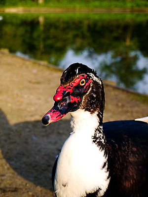 포토 JPG 해외이미지 동물 공원 호수 야생동물 이동 캐나다 날개 가족 자연 조류 하늘 새로움 오리 사람없음 야외 초록색 물 여름 파란색 반려동물 농장 노란색 검은색 수영 봄 흰색 아기 신생아 연못 달콤 큼 깃털 부리 백조 목 거위 해외202004 해외포토 자연요소 계절 공공시설 컬러 컨셉 북아메리카 농업 관계 사람 신체부위 수상스포츠 맛 크기 생태계 파일형식 이미지허브