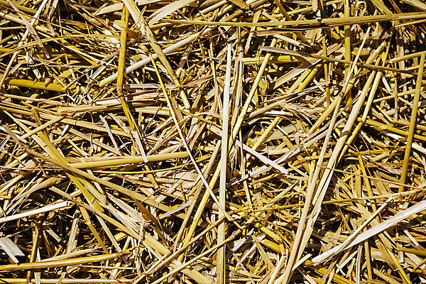 포토 JPG 해외이미지 백그라운드 농업 건조 사람없음 야외 농작물 농장 노란색 수확 시골 황금 볏짚 먹이 낟알 질감 밀짚 해외202004 해외포토 산업 컬러 짚 파일형식 이미지허브