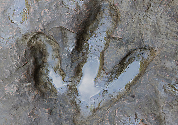 포토 JPG 해외이미지 동물 공원 손가락 자국 파충류 서기 사람없음 바위 아기 인쇄 큼 발자국 큐브 공룡 호기심 트랙 육식동물 화석 선사시대 기간 동물상 선로 쥬라기 강조 해외202004 해외포토 손 공공시설 감정 컨셉 모션 사람 조형물 돌_바위 역사 크기 파일형식 이미지허브
