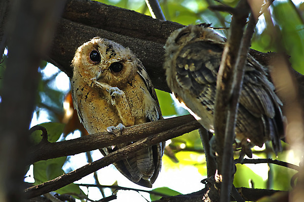 포토 JPG 해외이미지 나무 동물 여자 남자 아시아 얼굴 야생동물 백그라운드 날개 자연 조류 사람없음 야외 목재 가로 초록색 컬러풀 머리 환경 나뭇가지 막대기 닫기 숲 깃털 꼬리 부리 부엉이 서식지 생태학 이국적 해외202004 해외포토 식물 교육 나라 컬러 재료 모션 사람 신체부위 생태계 파일형식 이미지허브
