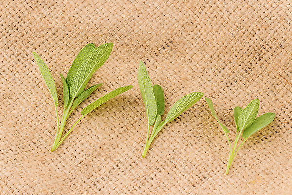 포토 JPG 해외이미지 식물 라이프스타일 음식 백그라운드 잎 신체 채소 재료 자연 유리 휴식 건강 요리 사람없음 치료 초록색 약 주방 정원 나뭇가지 신선 마사지 양념 다발 허브 향수 향신료 유기농 매움 향기 아로마 향 아로마테라피 테라피 내추럴 돌봄 세이지 에센스 해외202004 해외포토 나무 웰빙 컬러 컨셉 의학 모션 재질 생활 뷰티 화장품 맛 생태계 냄새 향미료 파일형식 이미지허브