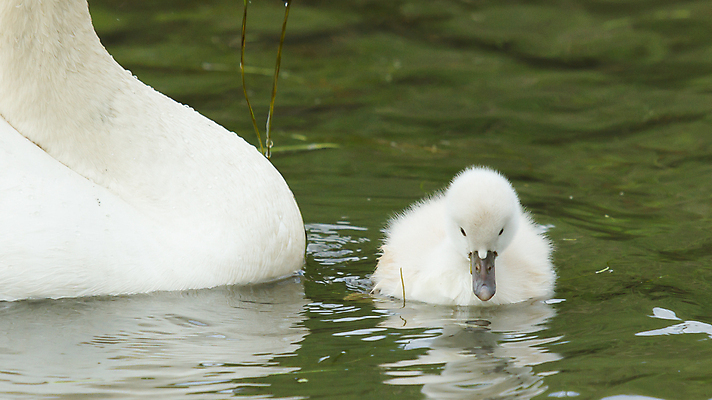 포토 JPG 해외이미지 주간 호수 새끼 두마리 사람없음 야외 백조 해외202004 해외포토 자연요소 동물 2 조류 파일형식 이미지허브