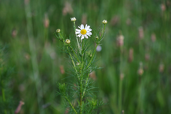 포토 JPG 해외이미지 식물 꽃 백그라운드 밭 농업 자연 건강 사람없음 야외 초록색 노란색 귀여움 정원 닫기 차 허브 캐모마일 해외202004 해외포토 산업 음료 컬러 컨셉 모션 생태계 파일형식 이미지허브