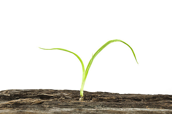 포토 JPG 해외이미지 나무 식물 계절 백그라운드 잎 자연 사람없음 목재 초록색 갈색 새싹 봄 성장 흰색 작음 옛날 해외202004 해외포토 컬러 재료 크기 생태계 파일형식 이미지허브