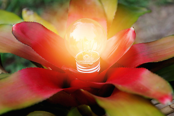 포토 JPG 해외이미지 모양 디자인 백그라운드 컨셉 비즈니스 전구 가정 자연 유리 조명 아이디어 매달리기 창조 사람없음 빛 환경 검은색 힘 재활용 장비 저축 에너지 흰색 램프 보호 정상 대표 오브젝트 백열등 만들기 빛망울 혁명 광 발명 효율 스타일 미니멀 해외202004 해외포토 컬러 모션 재질 금융 친환경 생태계 파일형식 이미지허브