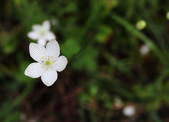 포토 JPG 해외이미지 모양 식물 계절 꽃 밭 자연 사람없음 초록색 봄 활발 성장 흰색 신선 내추럴 해외202004 해외포토 컬러 컨셉 농업 생태계 파일형식 이미지허브