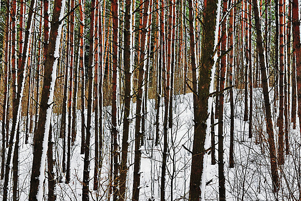포토 JPG 해외이미지 나무 손 겨울 자연 날씨 풍경 사람없음 목재 세로 갈색 냉동 소나무 숲 생태학 해외202004 해외포토 식물 계절 교육 컬러 재료 신체부위 생태계 파일형식 이미지허브