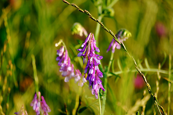 포토 JPG 해외이미지 식물 공원 꽃 백그라운드 밭 자연 하늘 독일 풍경 사람없음 야외 초록색 여름 컬러풀 정원 일몰 봄 벚꽃 흰색 시골 신선 제비꽃 내추럴 파라다이스 바이에른 해외202004 해외포토 계절 공공시설 유럽 컬러 농업 노을 생태계 파일형식 이미지허브