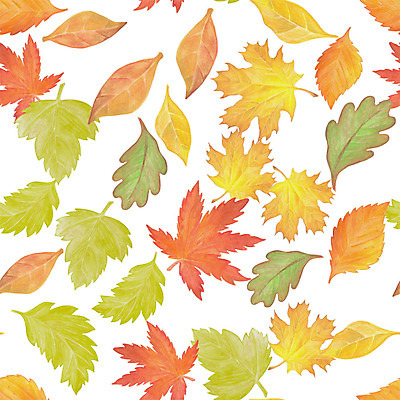 포토 JPG 해외이미지 나무 식물 손 디자인 계절 종이 백그라운드 단풍 잎 꽃무늬 패턴 오렌지 일러스트 자연 벽지 추상 수채화 미술 사람없음 그래픽 장식 빨간색 세트 컬러풀 갈색 노란색 정원 페인트 수확 가을 흰색 나뭇가지 숲 그림 유기농 질감 도토리 10월 내추럴 고립 엘리먼트 해외202004 해외일러스트 웰빙 꽃 컬러 무늬 농업 과일 문화예술 신체부위 견과류 날짜 생태계 파일형식 이미지허브