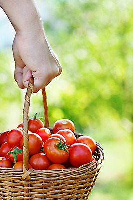 포토 JPG 해외이미지 식물 손 산업 음식 농업 토마토 채소 자연 건강 사람 사람없음 빨간색 초록색 여름 빛 농작물 농장 바구니 정원 봄 수확 성장 가을 시골 신선 잡기 업무 농부 수집 유기농 원예 밭일 숙성 온실 원예사 채식주의자 해외202004 해외포토 직업 웰빙 계절 컬러 모션 취미 신체부위 작업 생태계 채식 파일형식 이미지허브