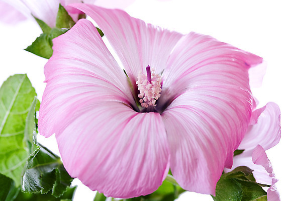 포토 JPG 해외이미지 나무 식물 라이프스타일 꽃잎 꽃 분홍색 섬 백그라운드 자연 건강 손바닥 사람없음 빨간색 초록색 노란색 머리 활발 흰색 신선 큼 열대우림 꽃집 싱글 인도네시아 고립 멀티 이국적 파라다이스 히비스커스 해외202004 해외포토 손 아시아 컬러 컨셉 생활 신체부위 상점 숲 크기 생태계 파일형식 이미지허브