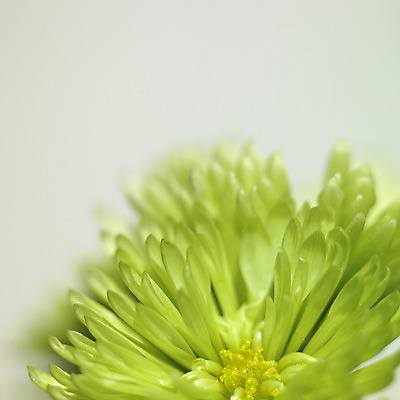 포토 JPG 해외이미지 식물 꽃잎 꽃 선 줄기 꽃다발 잎 꽃무늬 자연 국화 선물 사람없음 초록색 컬러풀 노란색 정원 봄 성장 벚꽃 개화 묘사 꽃가루 깊이 꽃수술 그리너리 해외202004 해외포토 계절 컬러 무늬 가루 생태계 파일형식 트랜드컬러 이미지허브