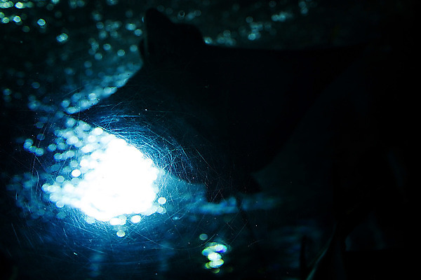 포토 JPG 해외이미지 동물 여행 어류 사람없음 물 관광지 고요 수족관 내추럴 싱가폴 해외202004 해외포토 자연요소 아시아 수중동물 파일형식 이미지허브