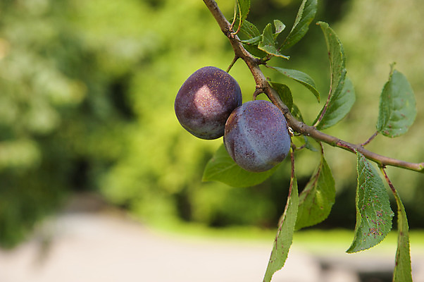 포토 JPG 해외이미지 나무 음식 잎 과일 건강 사람없음 초록색 컬러풀 성장 신선 자두 해외202004 해외포토 식물 컬러 파일형식 이미지허브