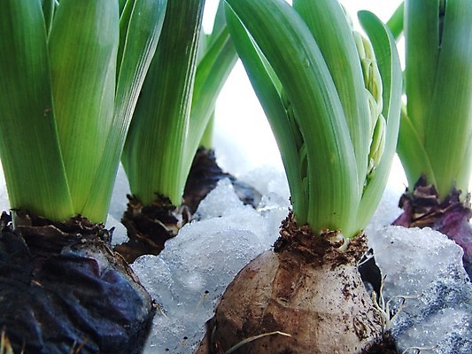 포토 JPG 해외이미지 식물 전통 계절 꽃 백그라운드 잎 꽃무늬 전구 유리 친절 부활절 선물 사람없음 장식 초록색 새싹 봄 시골 신선 5월 검색 원예 내추럴 강렬 해외202004 해외포토 기념일 컬러 무늬 재질 취미 날짜 파일형식 이미지허브