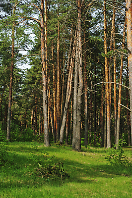 포토 JPG 해외이미지 나무 구름 꽃 지구 모래 잎 자연 하늘 날씨 휴식 건조 그림자 풍경 사람없음 목재 세로 초록색 여름 태양 갈색 침묵 나뭇가지 시골 소나무 숲 허브 즐거움 통나무 원뿔 생태학 해외202004 해외포토 자연요소 도형 식물 계절 교육 감정 컬러 컨셉 재료 소리 생태계 파일형식 이미지허브