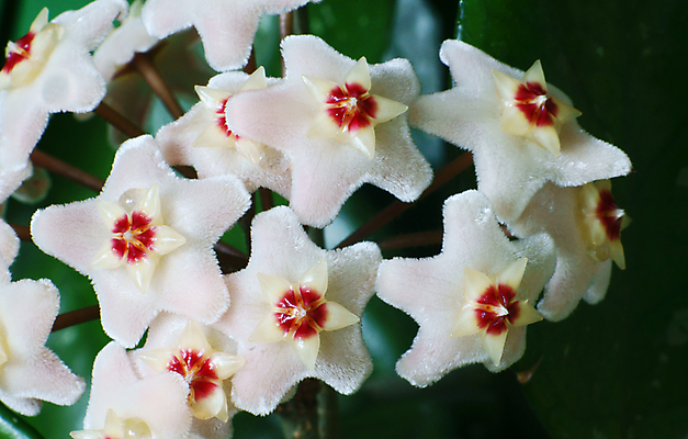 포토 JPG 해외이미지 식물 꽃 꽃무늬 자연 사람없음 여름 정원 신선 폴란드 내추럴 해외202004 해외포토 계절 유럽 무늬 생태계 파일형식 이미지허브