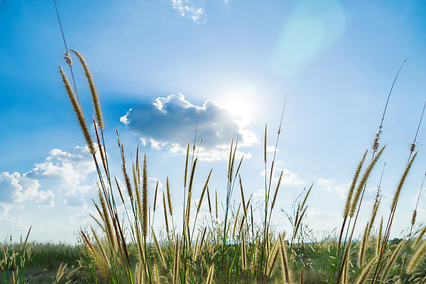 포토 JPG 해외이미지 식물 꽃 자연 바람 추상 풍경 잔디 사람없음 초록색 성장 흰색 숲 밀 배열 장면 내추럴 해외202004 해외포토 자연요소 컬러 무늬 날씨 곡류 생태계 파일형식 이미지허브