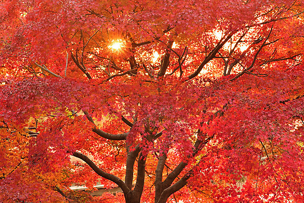 포토 JPG 해외이미지 나무 식물 계절 공원 아시아 여행 백그라운드 단풍 잎 오렌지 자연 하늘 풍경 사람없음 야외 가로 빨간색 빛 컬러풀 햇빛 노란색 환경 정원 일본 활발 가을 도쿄 숲 11월 내추럴 강렬 교토 해외202004 해외포토 공공시설 나라 컬러 컨셉 과일 태양 날짜 생태계 파일형식 이미지허브