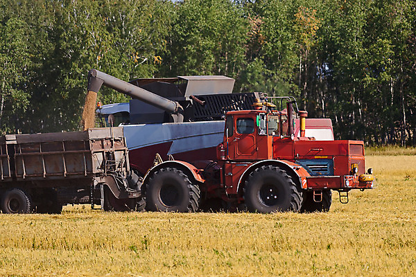 포토 JPG 해외이미지 산업 밭 농업 자연 씨앗 풍경 사람없음 수확 밀 러시아 해외202004 해외포토 식물 유럽 곡류 생태계 파일형식 이미지허브