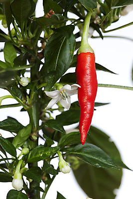 포토 JPG 해외이미지 식물 꽃 음식 줄기 잎 채소 고추 파프리카 사람없음 빨간색 성장 신선 향신료 흰배경 해외202004 해외포토 컬러 백그라운드 흰색 향미료 파일형식 이미지허브