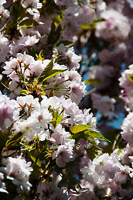 포토 JPG 해외이미지 나무 식물 공원 꽃잎 꽃 분홍색 꽃무늬 자연 하늘 사람없음 야외 초록색 정원 일본 맑음 봄 성장 벚꽃 흰색 나뭇가지 신선 개화 체리 4월 꽃집 해외202004 해외포토 계절 공공시설 아시아 컬러 무늬 과일 날씨 상점 날짜 생태계 파일형식 이미지허브