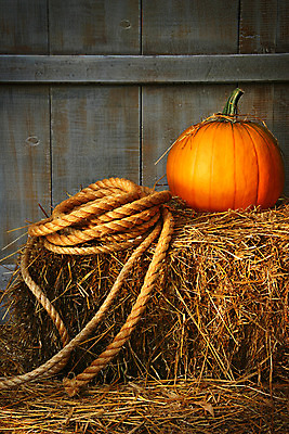 포토 JPG 해외이미지 1 계절 밧줄 줄기 농업 오렌지 자연 호박 휴가 사람없음 컬러풀 농장 축제 할로윈 수확 가을 신선 닫기 11월 묘사 유기농 박 스쿼시 10월 외양간 강렬 잭오랜턴 해외202004 해외포토 식물 웰빙 산업 줄 스포츠 컬러 채소 과일 모션 구기 날짜 생태계 파일형식 이미지허브