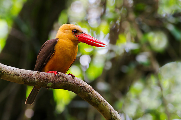 포토 JPG 해외이미지 동물 야생동물 태국 자연 조류 사람없음 갈색 나뭇가지 숲 남쪽 물총새 해외202004 해외포토 나무 아시아 컬러 방향 생태계 파일형식 이미지허브