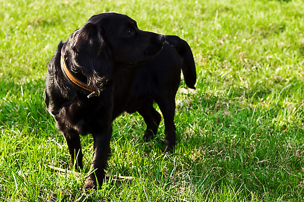 포토 JPG 해외이미지 동물 영어 응시 얼굴 밭 털 사람없음 야외 초록색 반려동물 갈색 머리 맑음 검은색 봄 스패니얼 아기 개 달콤 강아지 송곳니 기르기 유래 해외202004 해외포토 문자 시선 계절 컬러 농업 포유류 날씨 사람 신체부위 맛 치아 돌봄 파일형식 이미지허브