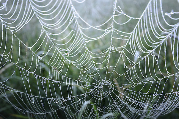 포토 JPG 해외이미지 디자인 곤충 백그라운드 패턴 목걸이 자연 아침 추상 사람없음 장식 초록색 물 여름 빛 검은색 웹 어둠 젖음 안개 흰색 물방울 잡기 원형 그물 네트워크 실 닫기 떨어짐 이슬 연결 위험 무서움 크리스탈 실크 거미줄 빗방울 묘사 질감 거미 올가미 내추럴 해외202004 해외포토 주간 자연요소 도형 동물 계절 감정 컬러 컨셉 무늬 인터넷 장신구 모션 날씨 직물 비_날씨 광석 생태계 파일형식 이미지허브