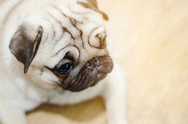 포토 JPG 해외이미지 동물 응시 행복 얼굴 인형 포유류 포옹 아침 친절 주택 함께함 미소 사람없음 친구 반려동물 달리기 태양 활발 방 흰색 침대 잠 최고 개 강아지 작음 소중 나무껍질 송곳니 동반자 유래 진실 충실 해외202004 해외포토 주간 자연요소 나무 시선 감정 컬러 가구 컨셉 관계 안기 모션 표정 건물 신체부위 껍질 치아 크기 파일형식 이미지허브