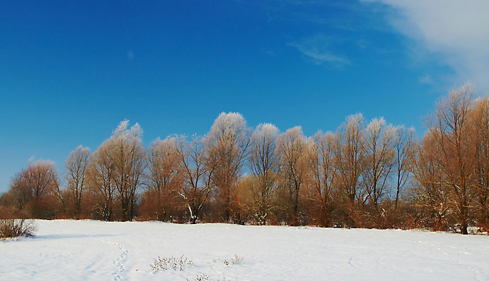 포토 JPG 해외이미지 나무 식물 구름 계절 겨울 자연 하늘 아침 건조 사람없음 파란색 얼음 추위 흰색 나뭇가지 발자국 솜털 1월 땅바닥 벌거벗은 제설기 눈내림 해외202004 해외포토 주간 자연요소 컬러 자국 바닥 눈_날씨 날짜 생태계 제설 파일형식 이미지허브
