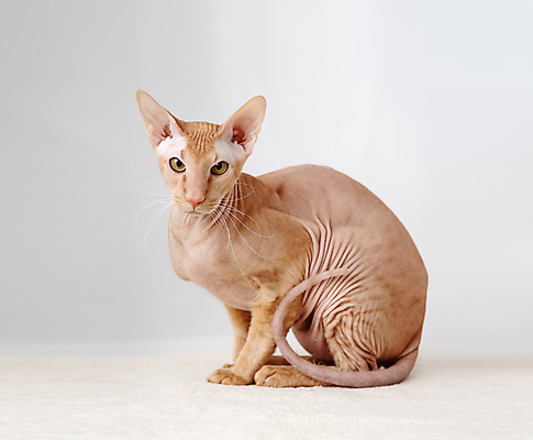 포토 JPG 해외이미지 한마리 실내 앉기 사람없음 반려동물 귀여움 고양이 흰배경 반려묘 해외202004 피터볼드 해외포토 동물 1 백그라운드 컨셉 포유류 모션 내부 흰색 파일형식 이미지허브