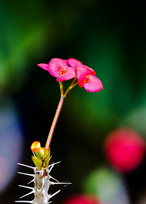 포토 JPG 해외이미지 식물 꽃잎 꽃 종교 백그라운드 잎 자연 왕관 부활절 선인장 건조 사랑 사람없음 빨간색 초록색 정원 활발 고통 사막 성장 흰색 신선 개화 가시 열정 찌르기 내추럴 필승 혼자 해외202004 해외포토 기념일 감정 컬러 컨셉 모션 우승 생태계 파일형식 이미지허브