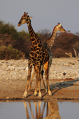 포토 JPG 해외이미지 동물 커플 야생동물 2 포유류 아프리카 자연 하늘 털 사람없음 물 노란색 머리 쌍 큼 기린 사파리 나미비아 스텝 해외202004 해외포토 자연요소 나라 컬러 관계 신체부위 크기 생태계 남아프리카 파일형식 이미지허브